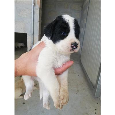 COMUNE DI SAN GIUSEPPE VESUVIANO - CANE - Microchip 380260044906270