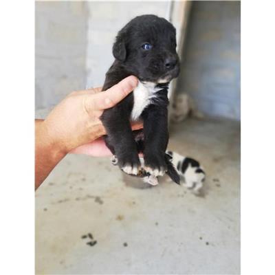 COMUNE DI SAN GIUSEPPE VESUVIANO - CANE - Microchip 380260044906001