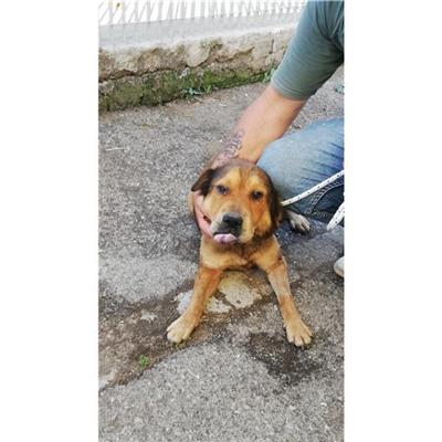 COMUNE DI OTTAVIANO - CANE - Microchip 380260044905478