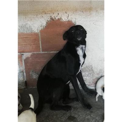 COMUNE DI SAN VALENTINO TORIO - CANE - Microchip 380260004817317