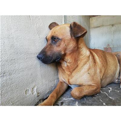 COMUNE DI SAN VITALIANO - CANE - Microchip 380260044905736