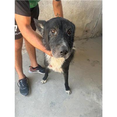 COMUNE DI SAN VALENTINO TORIO - CANE - Microchip 380260044618151