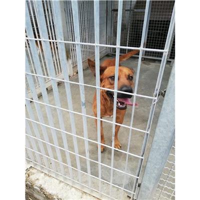 COMUNE DI TERZIGNO - CANE - Microchip 380260044905794