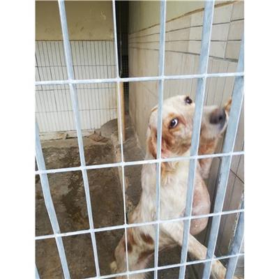 COMUNE DI POLLENA TROCCHIA - CANE - Microchip 380260044902976