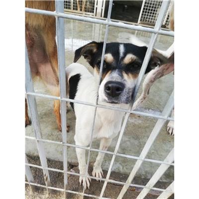 COMUNE DI SAN GIUSEPPE VESUVIANO - CANE - Microchip 380260044905453