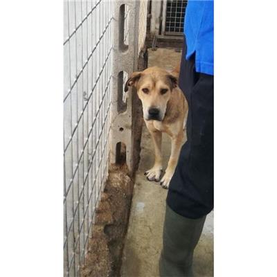 COMUNE DI SAN GIUSEPPE VESUVIANO - CANE - Microchip 380260044905392