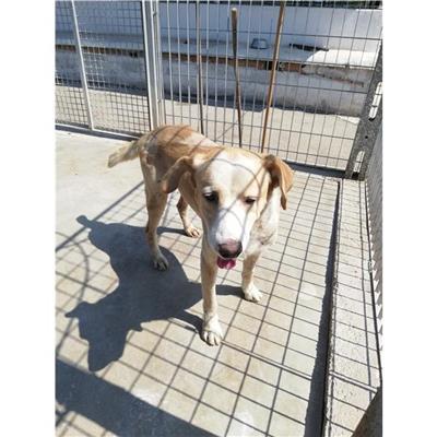 COMUNE DI TERZIGNO - CANE - Microchip 380260044906249