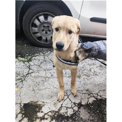 COMUNE DI SALERNO - CANE - Microchip 380260170246638