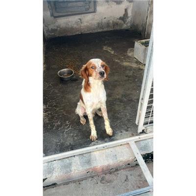 COMUNE DI POLLENA TROCCHIA - CANE - Microchip 380260044782615