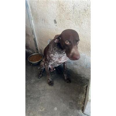 COMUNE DI POLLENA TROCCHIA - CANE - Microchip 380260044903251