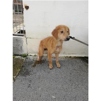 COMUNE DI BOSCOREALE - CANE - Microchip 380260044973078