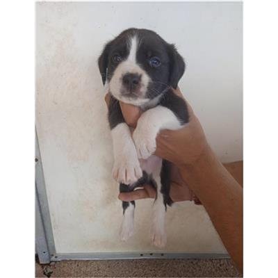 COMUNE DI EBOLI - CANE - Microchip 380260170232776