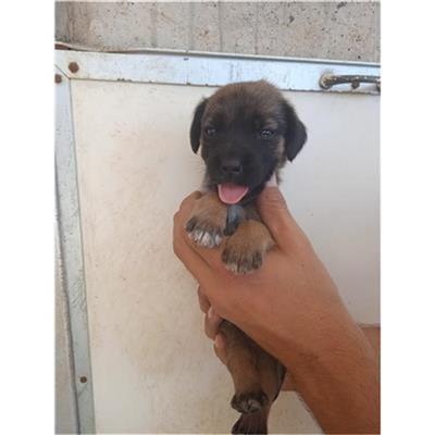 COMUNE DI EBOLI - CANE - Microchip 380260170232775