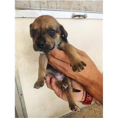 COMUNE DI EBOLI - CANE - Microchip 380260170232765