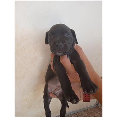 COMUNE DI EBOLI - CANE - Microchip 380260170232768