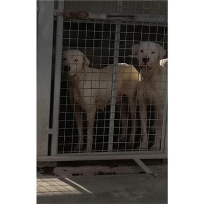 COMUNE DI OTTAVIANO - CANE - Microchip 380260044972807