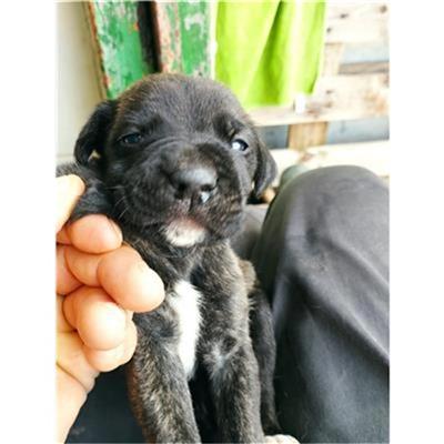 COMUNE DI EBOLI - CANE - Microchip 380260170232659