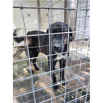 COMUNE DI PELLEZZANO - CANE - Microchip 380260006030905