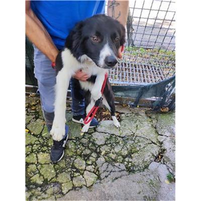 COMUNE SAN MANGO PIEMONTE - CANE - Microchip 380260004819055