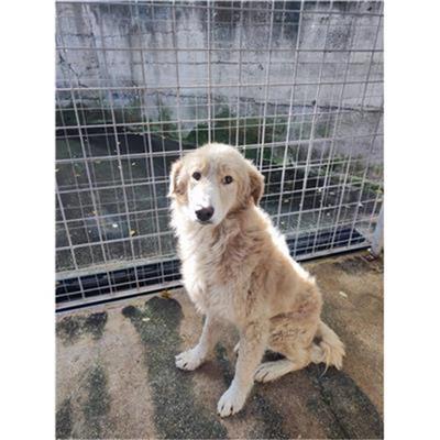 COMUNE DI PELLEZZANO - CANE - Microchip 380260006037290