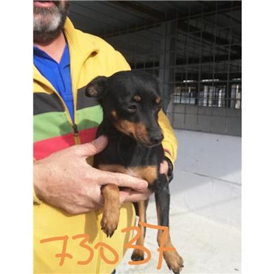 COMUNE DI AGEROLA - CANE - Microchip 380260044973037