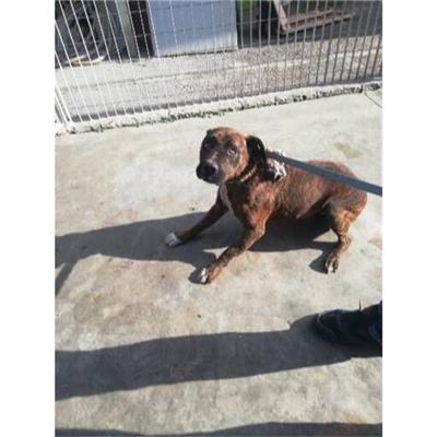 COMUNE DI OTTAVIANO - CANE - Microchip 380260044977349