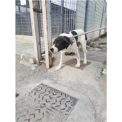 COMUNE DI STRIANO - CANE - Microchip 380260044905778