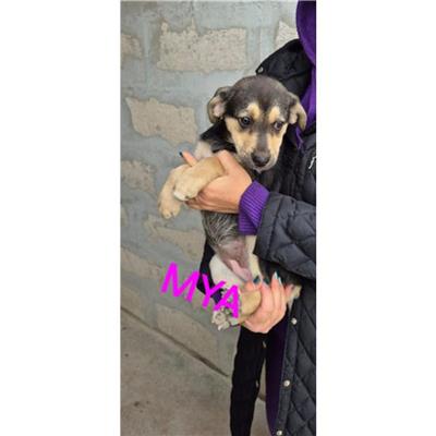 COMUNE DI OTTAVIANO - CANE - Microchip 380260044972664