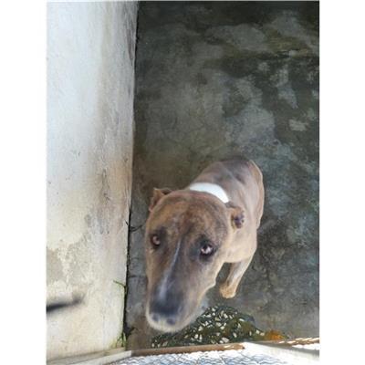 COMUNE DI POLLENA TROCCHIA - CANE - Microchip 380260044973330