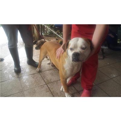 COMUNE DI NAPOLI - CANE - Microchip 380260010180102