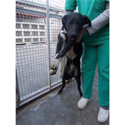 COMUNE DI STRIANO - CANE - Microchip 380260042622459